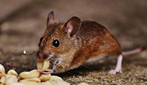 24 Hour & Emergency Exterminators in Lower Mifflin, PA